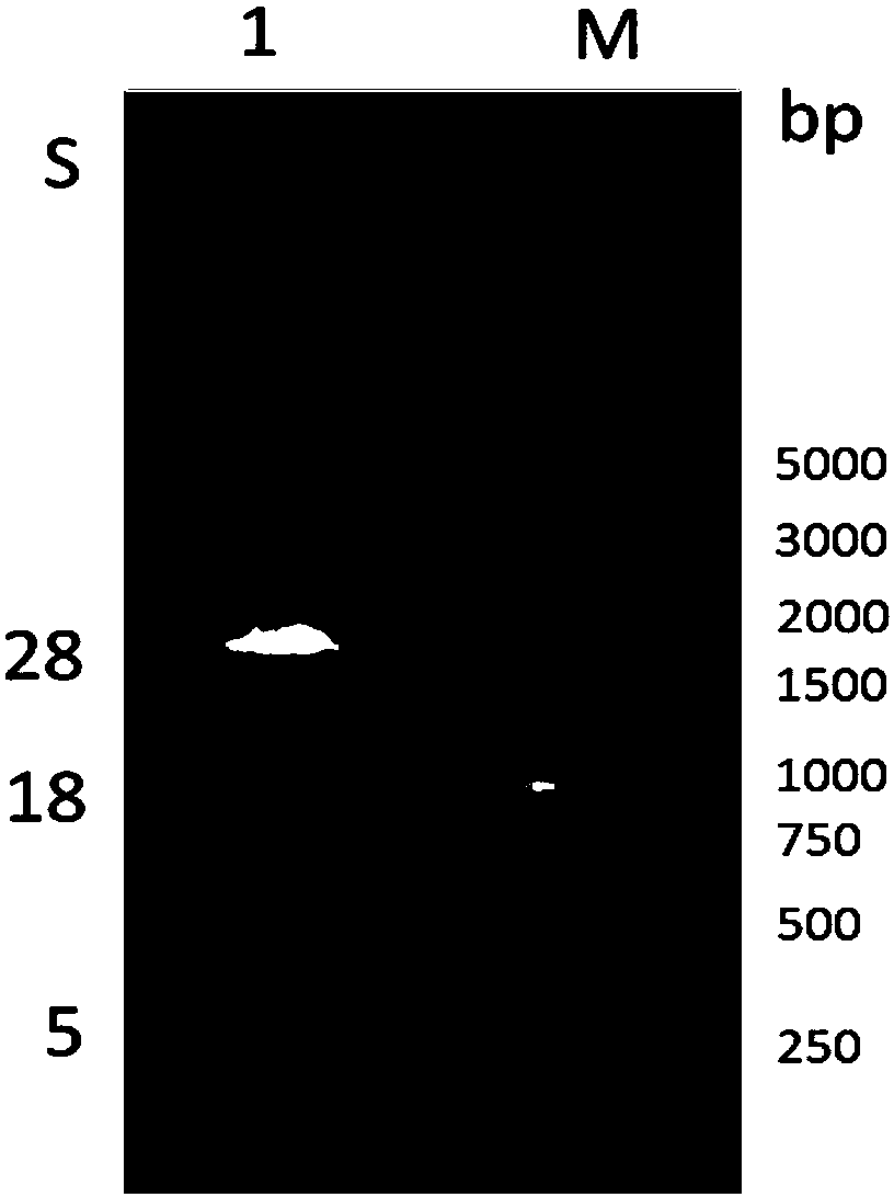 Yeast cDNA library of anti-SVV (Seneca valley virus) VHH ((variable domain of heavy chain of heavy 2chain) antibody as well as construction method and application of yeast cDNA library