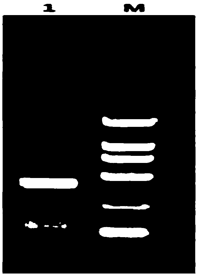 Yeast cDNA library of anti-SVV (Seneca valley virus) VHH ((variable domain of heavy chain of heavy 2chain) antibody as well as construction method and application of yeast cDNA library