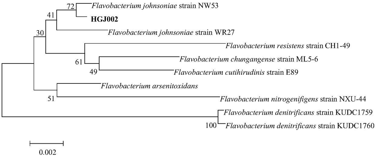 Flavobacterium johnsoniae producing alginate lyase strain