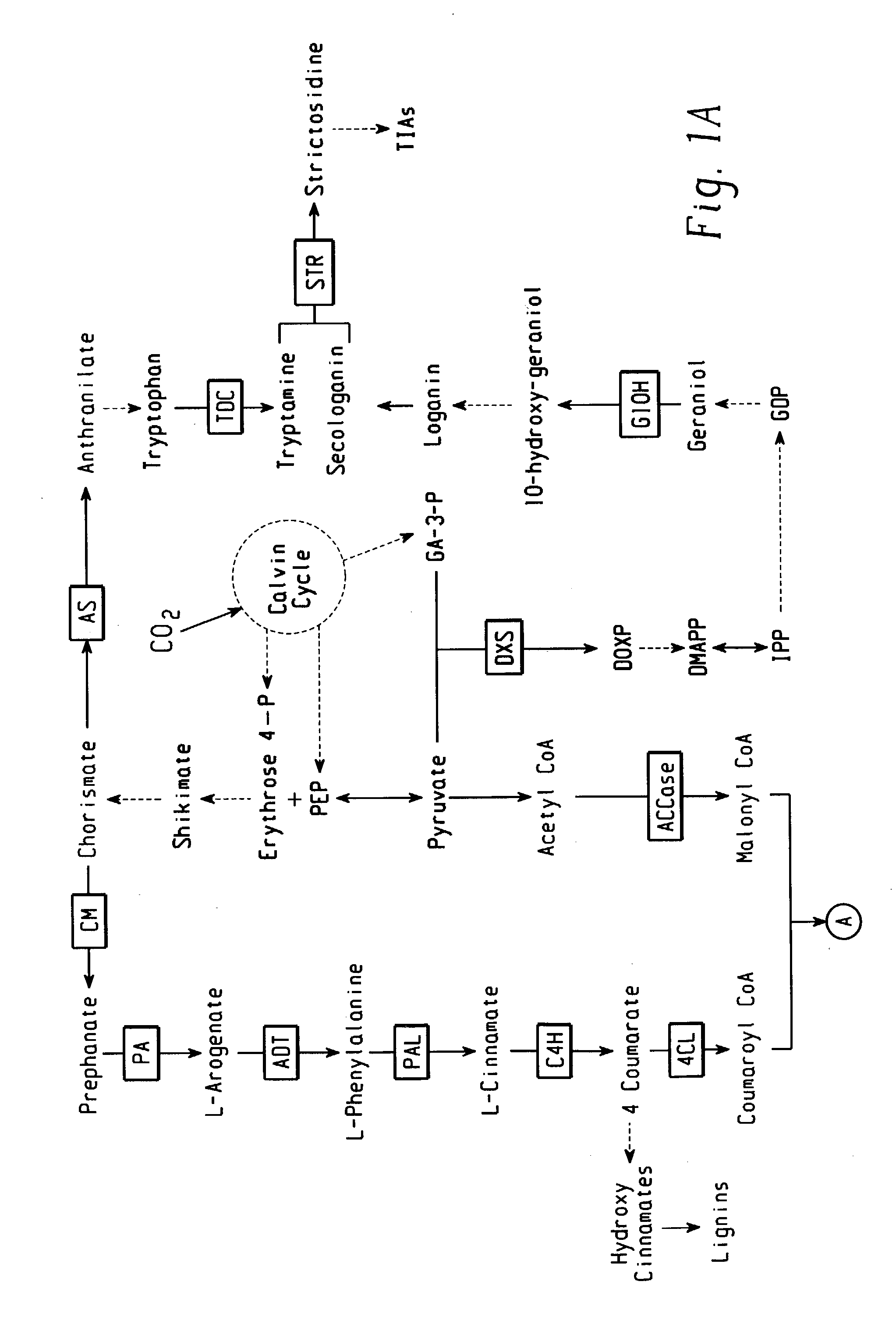 Transgenic plants with altered levels of phenolic compounds