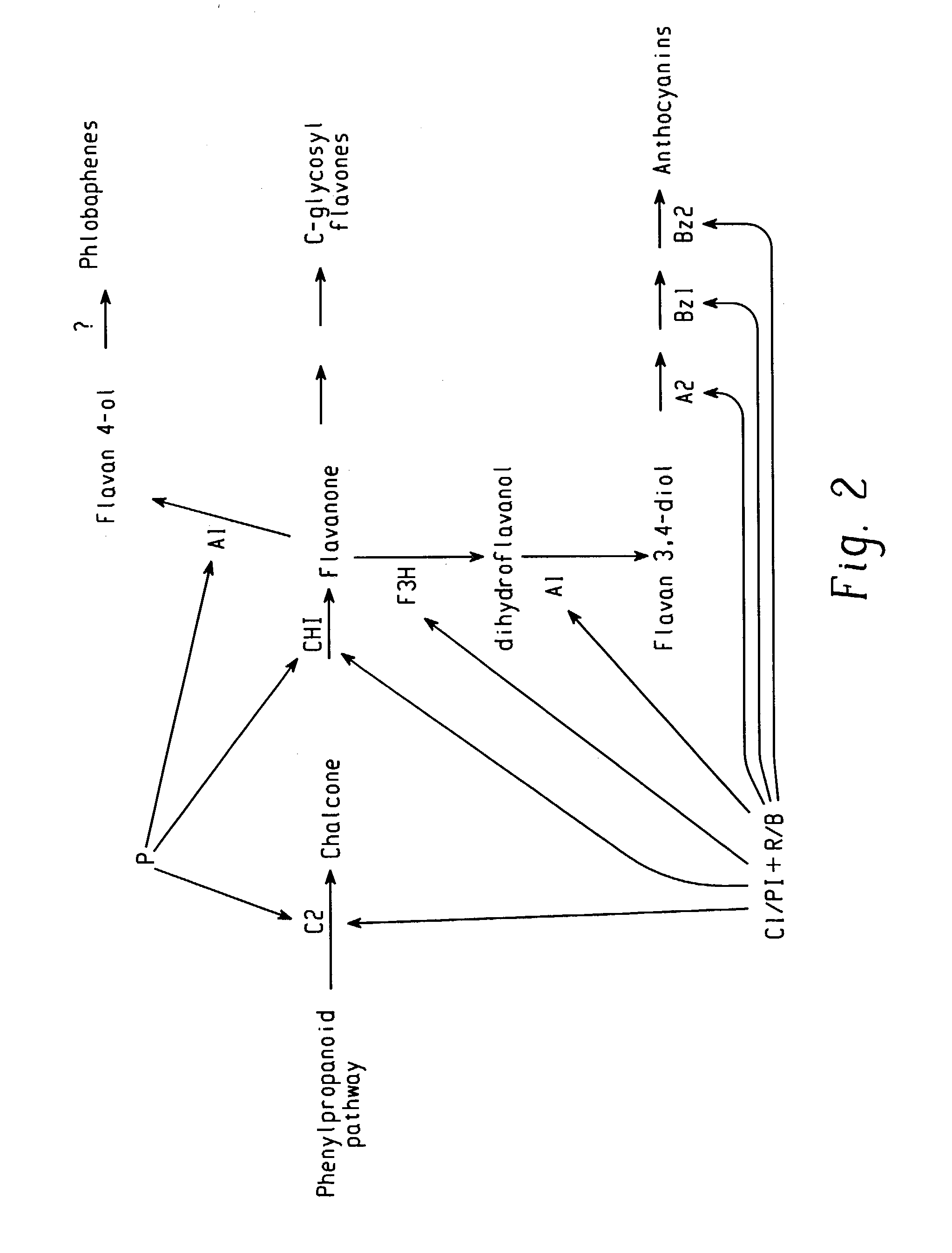 Transgenic plants with altered levels of phenolic compounds