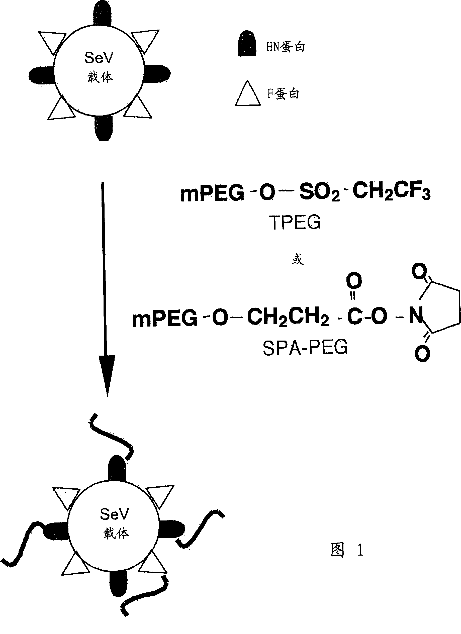 Drug- or gene-carrier composition having lowered hemagglutinin activity