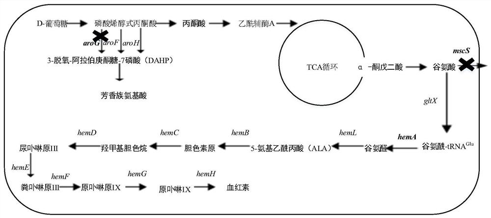 A kind of method for increasing heme content in Escherichia coli