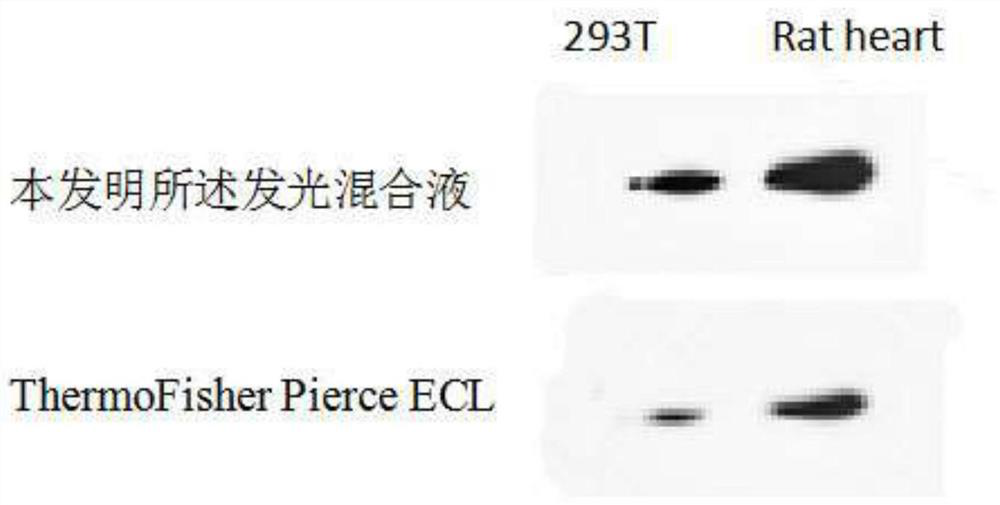 High-sensitivity ECL kit and preparation method thereof