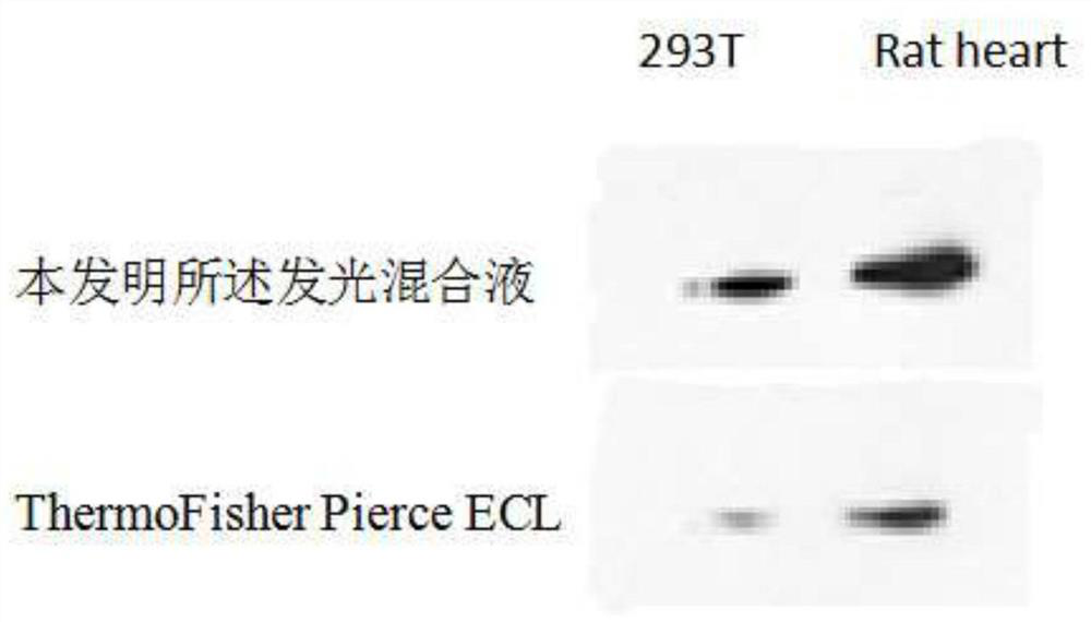 High-sensitivity ECL kit and preparation method thereof