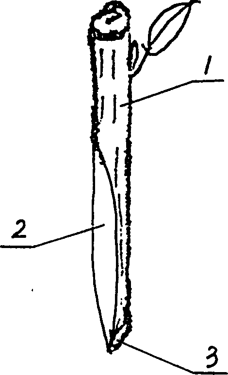 Method for grafting and breeding bittertea