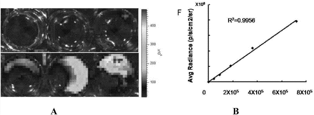 Transgenic cell with in-vivo tracking and oncotherapy functions and preparation method thereof