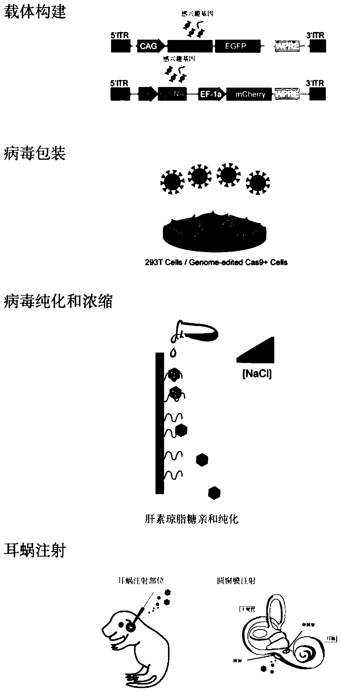 Application of retrograde recombinant adeno-associated virus type 2 in infected spiral neurons