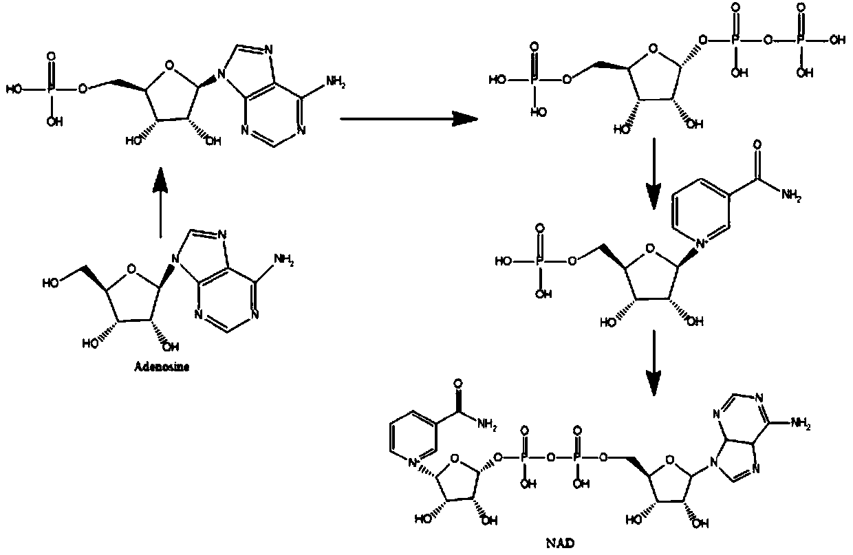 Method for preparing nicotinamide adenine dinucleotide by virtue of enzyme method