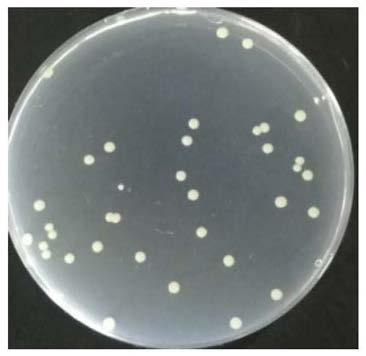 Genetic engineering strain capable of efficiently synthesizing melatonin and construction method and application of genetic engineering strain