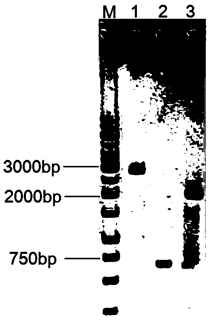 Genetic engineering strain capable of efficiently synthesizing melatonin and construction method and application of genetic engineering strain