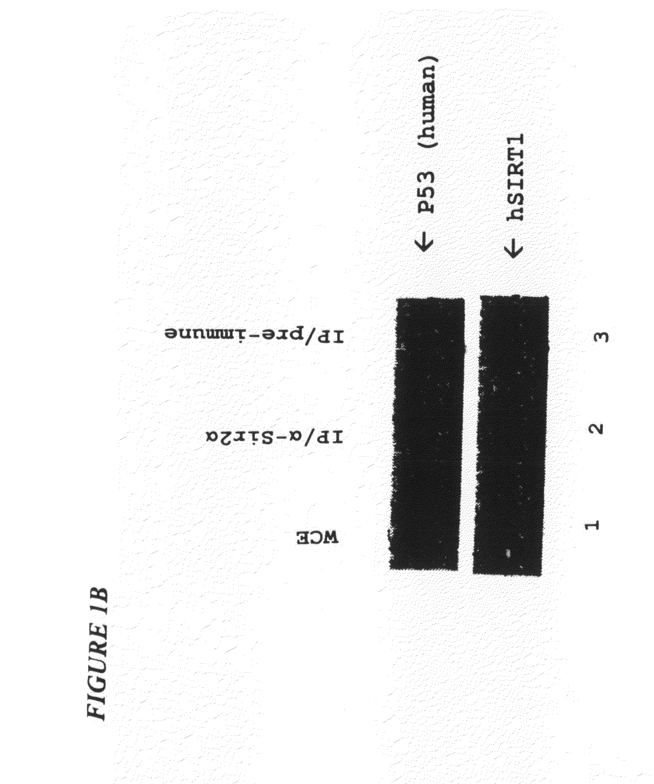 Sir2a-based therapeutic and prophylactic methods