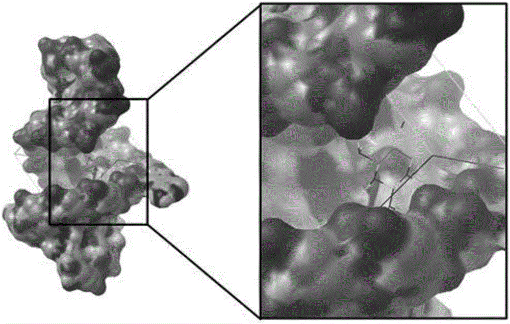 mir-21 small molecule inhibitor and its application