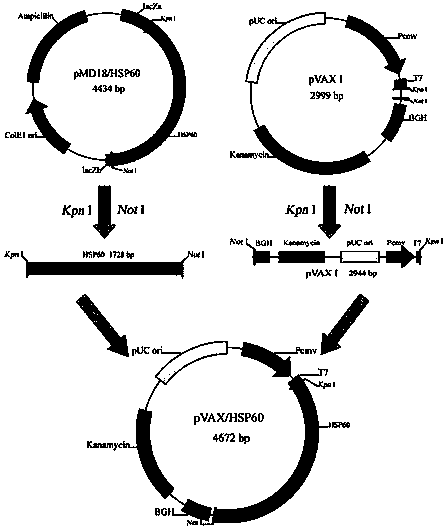 Vaccine used for infection prevention of toxoplasma gondii, preparation method and application of vaccine