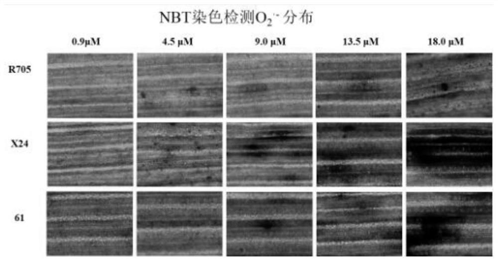 Method for rapidly identifying cadmium sensitivity of rice by using fluorescent staining technology