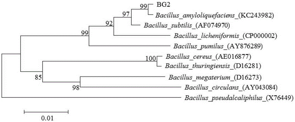 Endophytic bacillus amyloliquefaciens capable of generating a large number of antagonistic tobacco bacterial wilt active materials