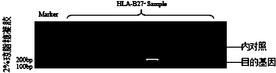 Human HLA-B27 gene typing kit