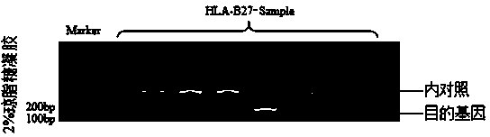 Human HLA-B27 gene typing kit