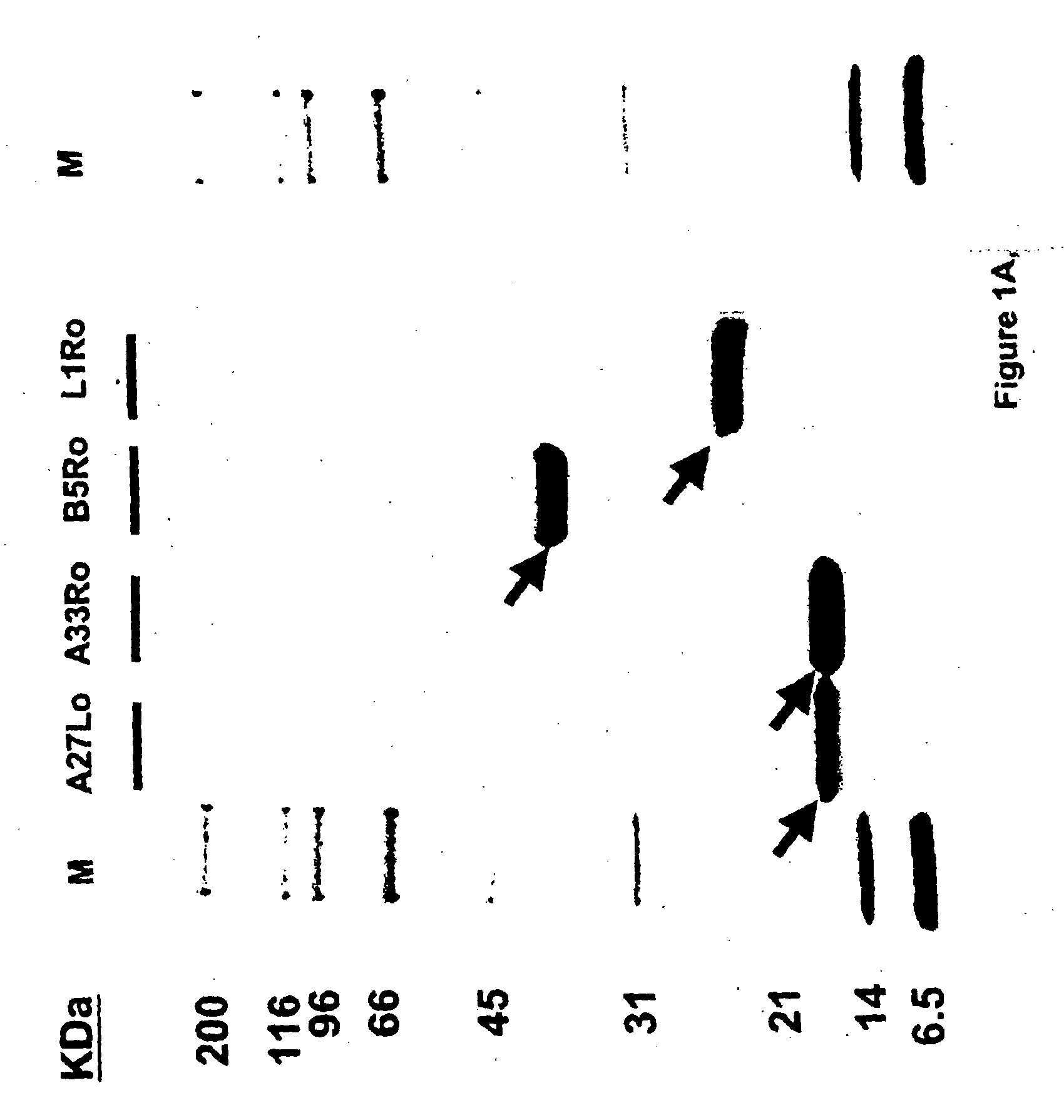 Protein vaccines against poxviruses