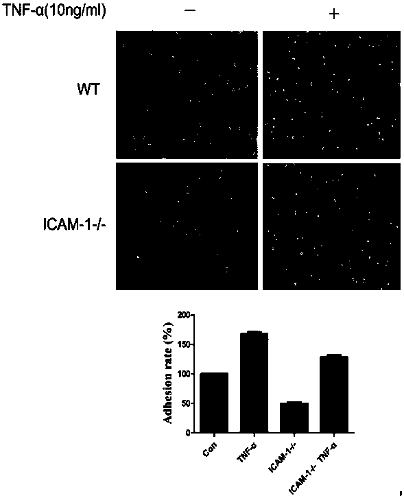 ICAM-1 (Intercellular Adhesion Molecule 1) gene knockout tumor cell strain and application thereof