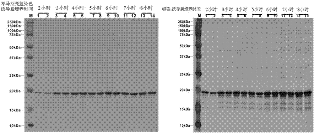 Chicken luteinizing hormone releasing hormone recombinant antigen castrating vaccine and preparation method therefor