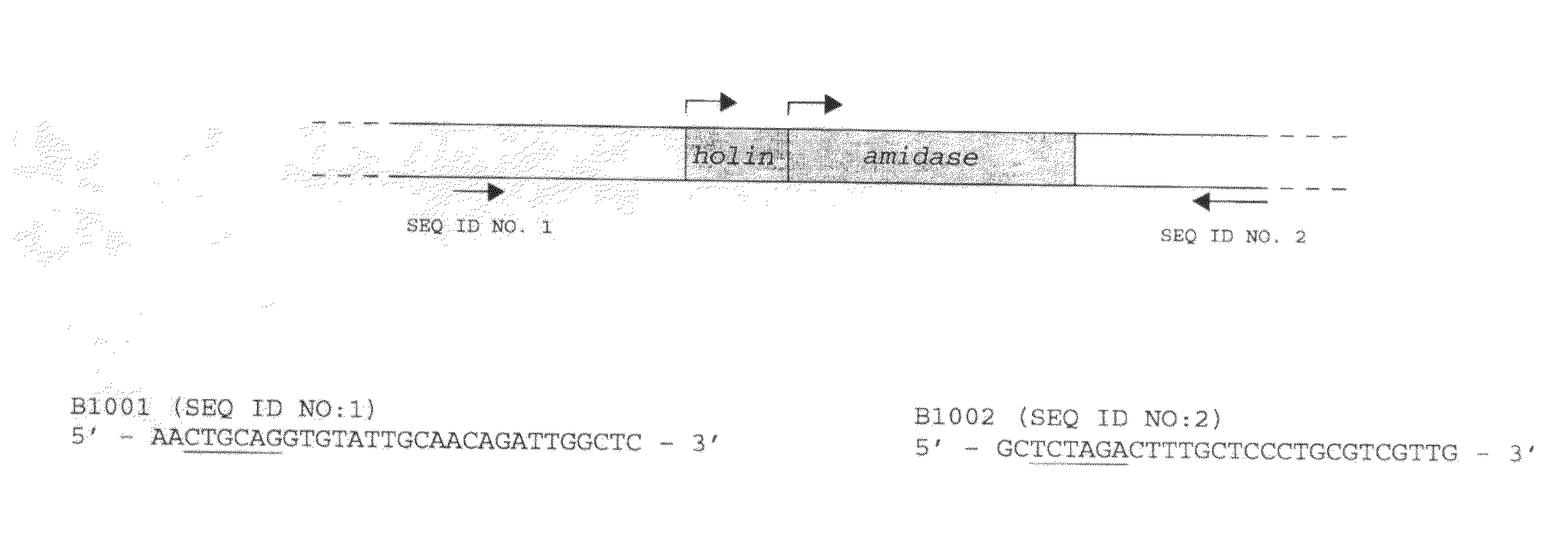 Modified Bacteriophage Including an Alpha/Beta Small Acid-Soluble Spore Protein (SASP) Gene