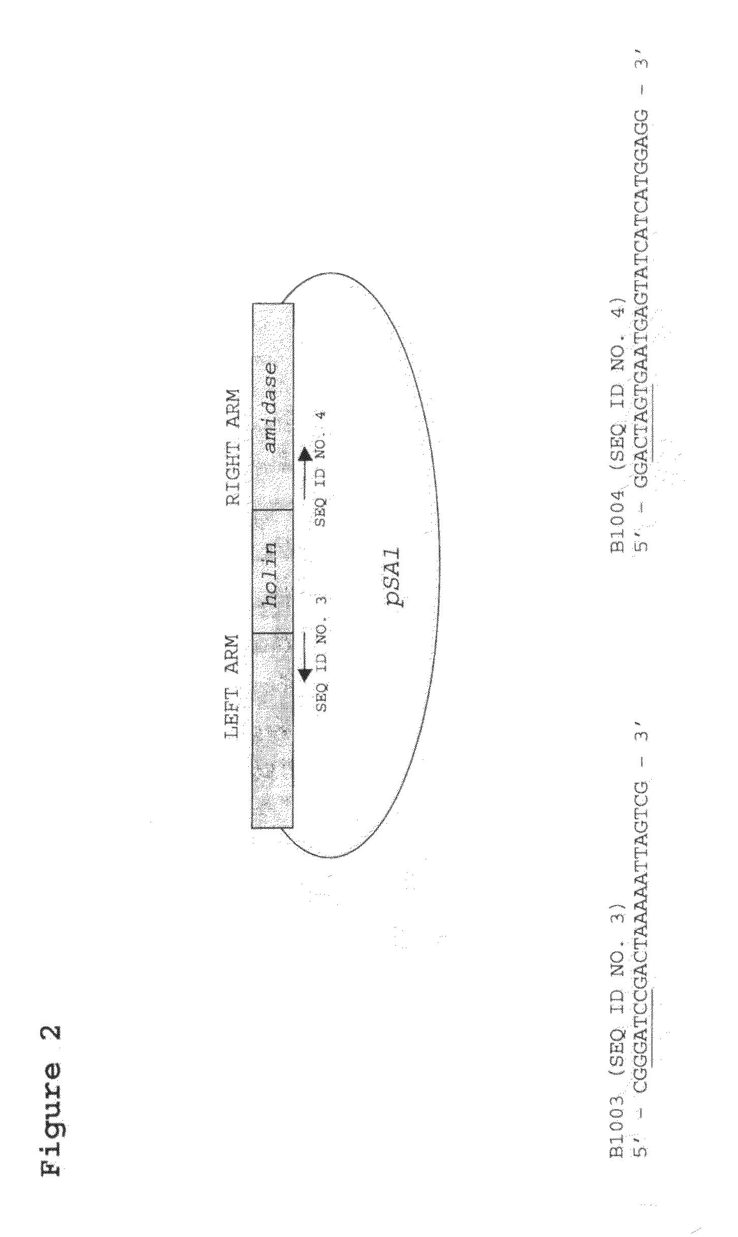 Modified Bacteriophage Including an Alpha/Beta Small Acid-Soluble Spore Protein (SASP) Gene