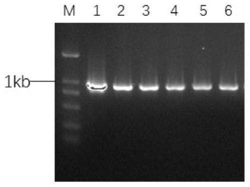 Plant transgenic screening vector pCALSm1 and application thereof