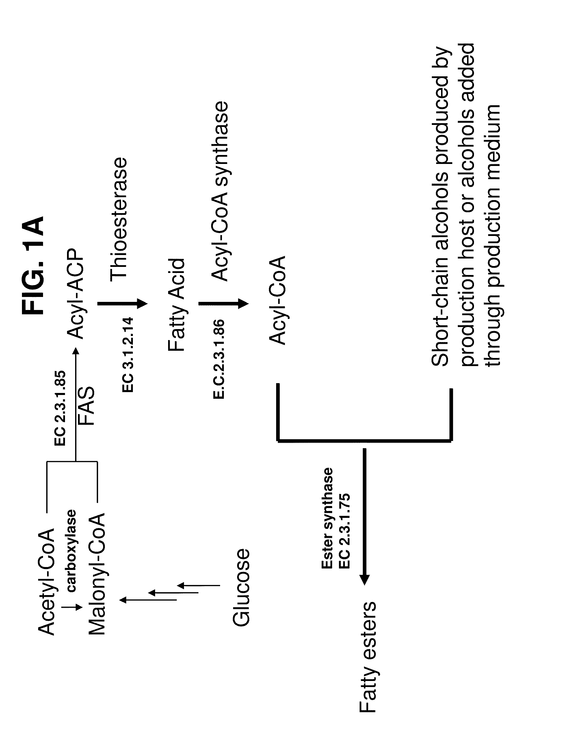 Production of fatty acid derivatives