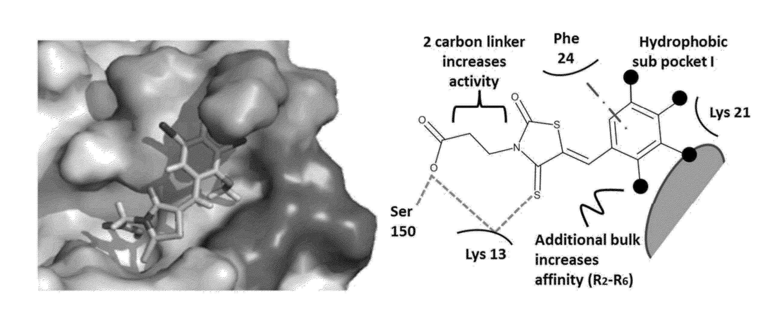 Thioxothiazolidine inhibitors