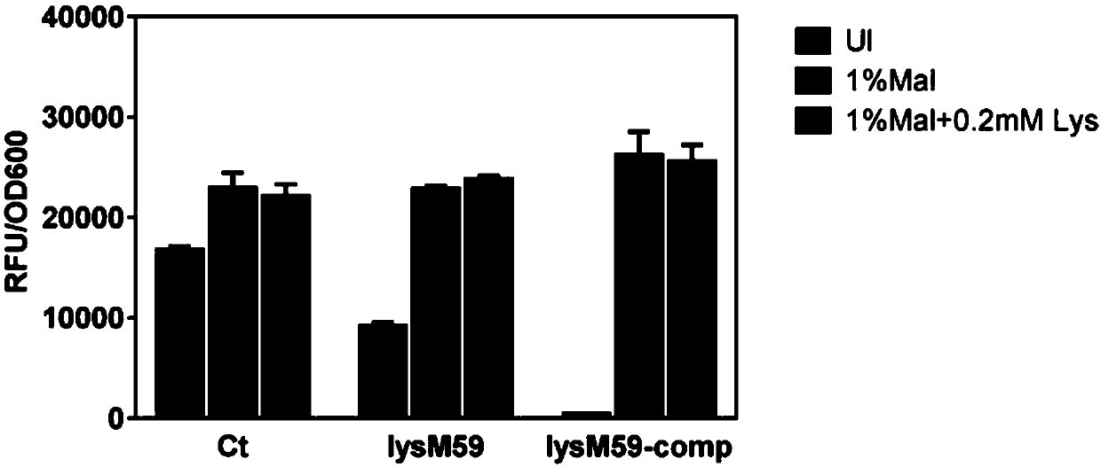 Optimized mutant of maltose promoter and application of mutant