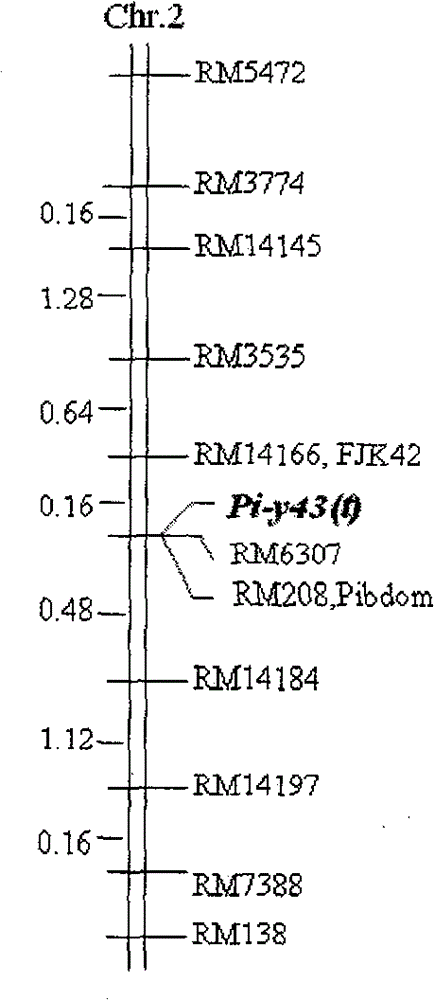 Rice blast resisting gene Pi-y43 (t) and SSR (simple sequence repeat) markers relative to gene Pi-y43 (t)