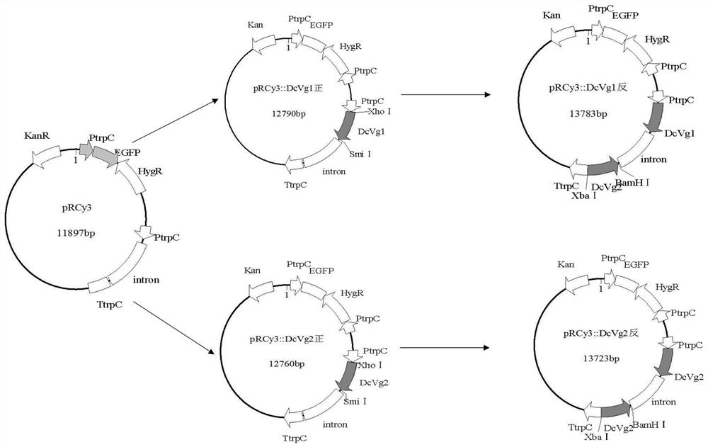 Transgenic biocontrol fungus interfering with citrus psyllid vitellogenin gene expression and its preparation method and application