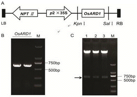 Application of OsARD1 gene to improving of flooding tolerance of rice