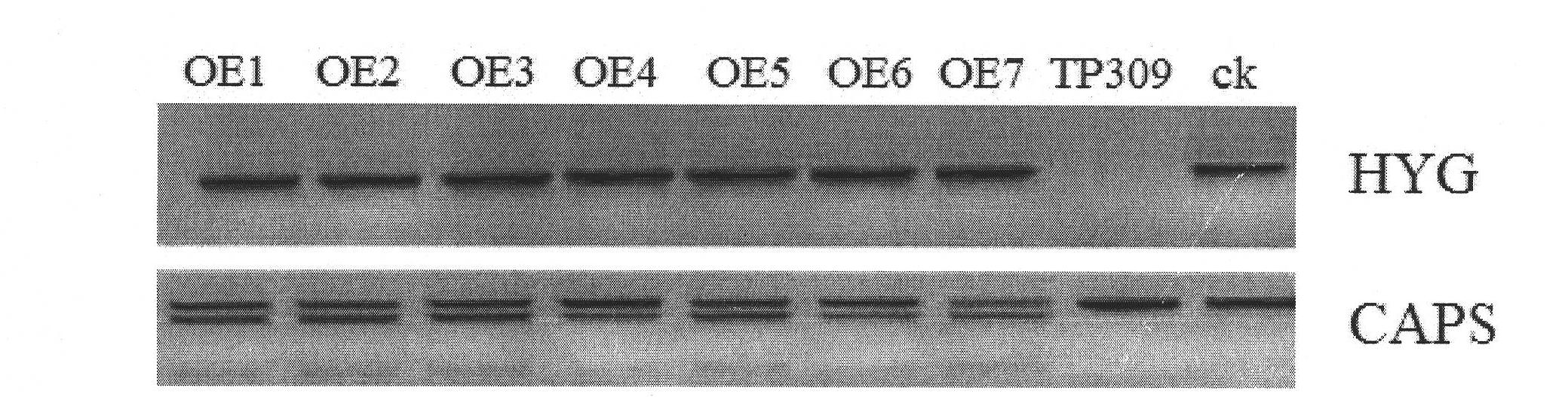 Method for cloning piricula oryzae gene of rice