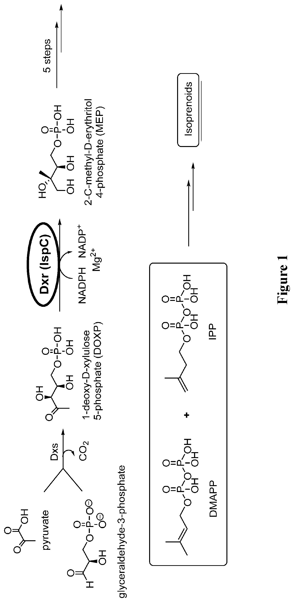 Alkenyl and beta-substituted phosphonates as antimicrobial agents