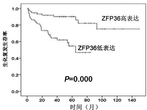 Detection reagent for prognosis of ZFP36 prostatic cancer and kit of detection reagent