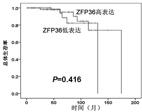 Detection reagent for prognosis of ZFP36 prostatic cancer and kit of detection reagent
