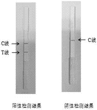 Rapid honey detection test strip, and preparation method and application thereof
