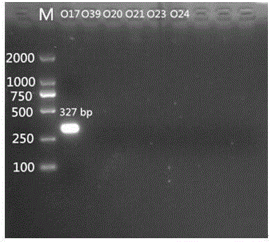 Specific nucleotides for citrobacter 017 and 039 and application of special nucleotides