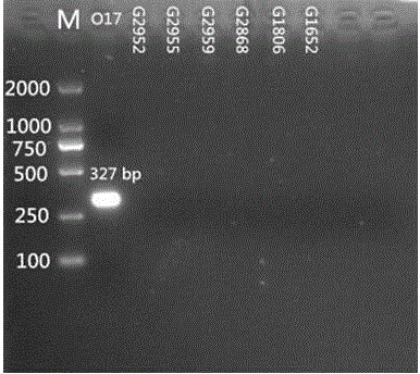 Specific nucleotides for citrobacter 017 and 039 and application of special nucleotides