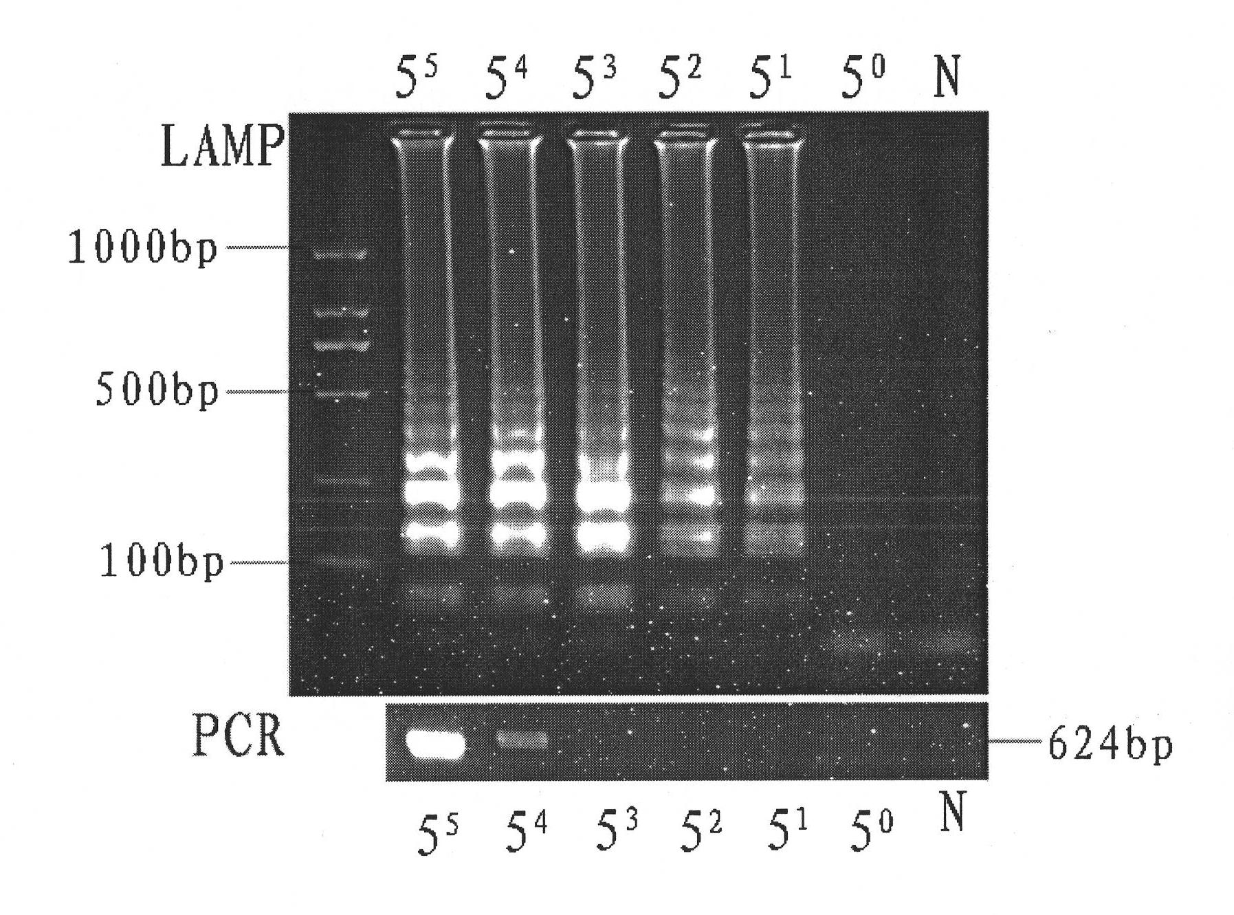 Kit and method for detecting anaplasmosis and rickettsioses based on loop-mediated isothermal amplification (LAMP)