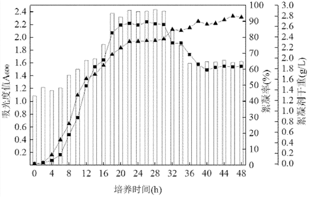 Bioflocculant fermentation method with mycelium pellet as vector