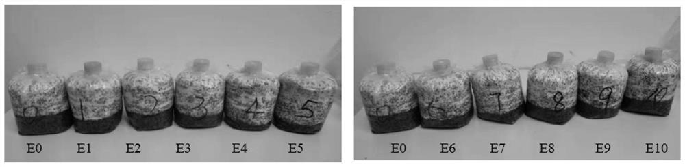 Application of high-substrate-concentration fermented corn steep liquor product in cultivation and production of edible mushrooms
