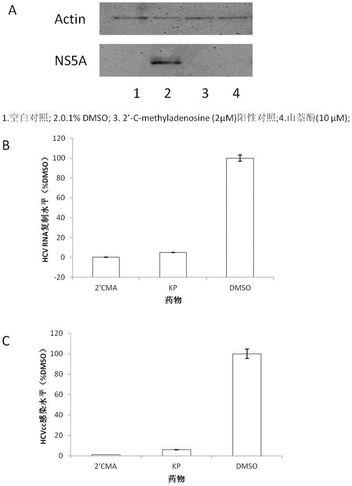 Application of kaempferol in preparation of anti-HCV (hepatitis c virus) infective medicaments