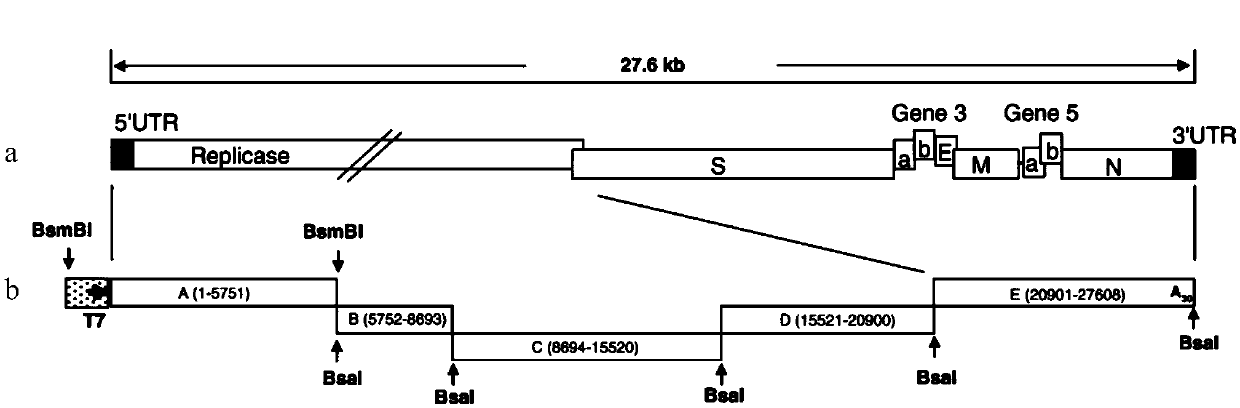 Infectious bronchitis recombinant virus lack of E protein ion channel activity as well as preparation method and application