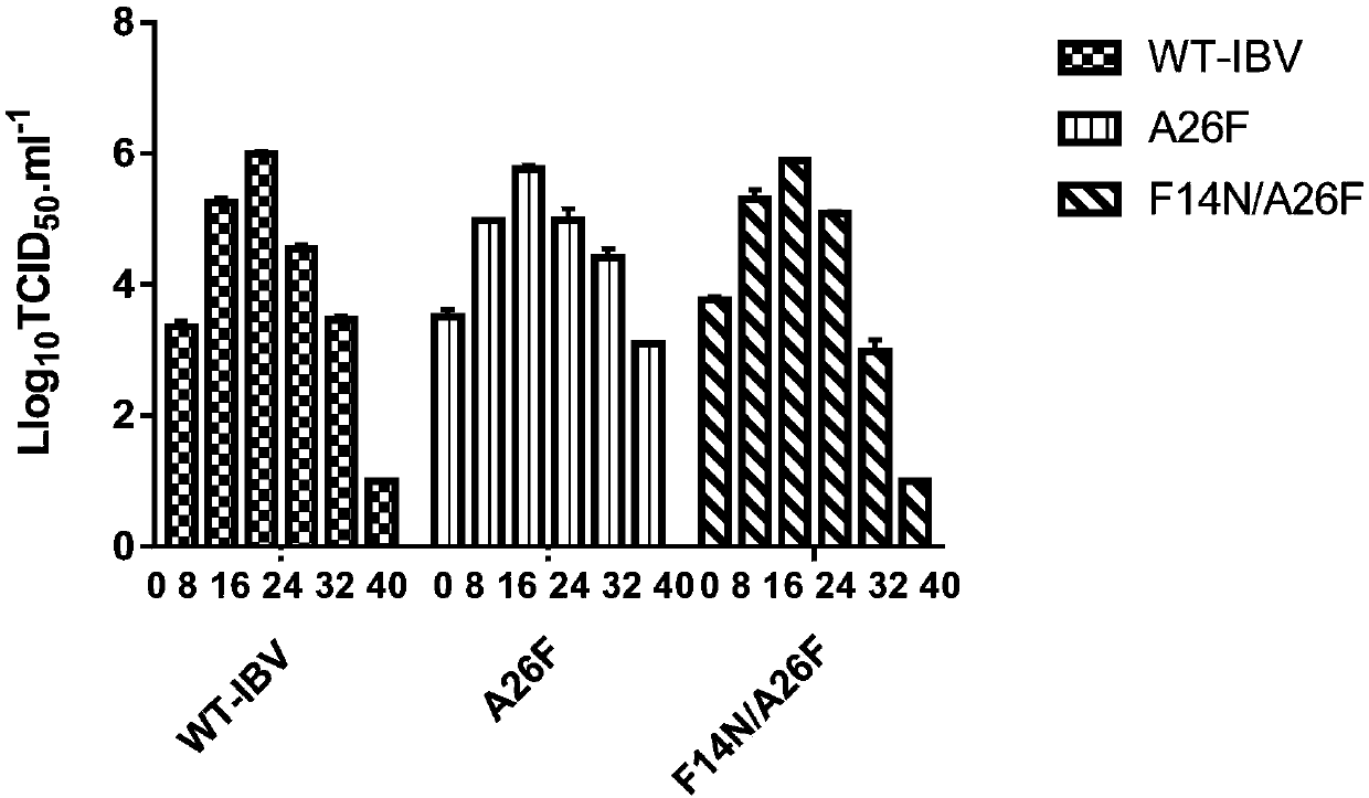 Infectious bronchitis recombinant virus lack of E protein ion channel activity as well as preparation method and application