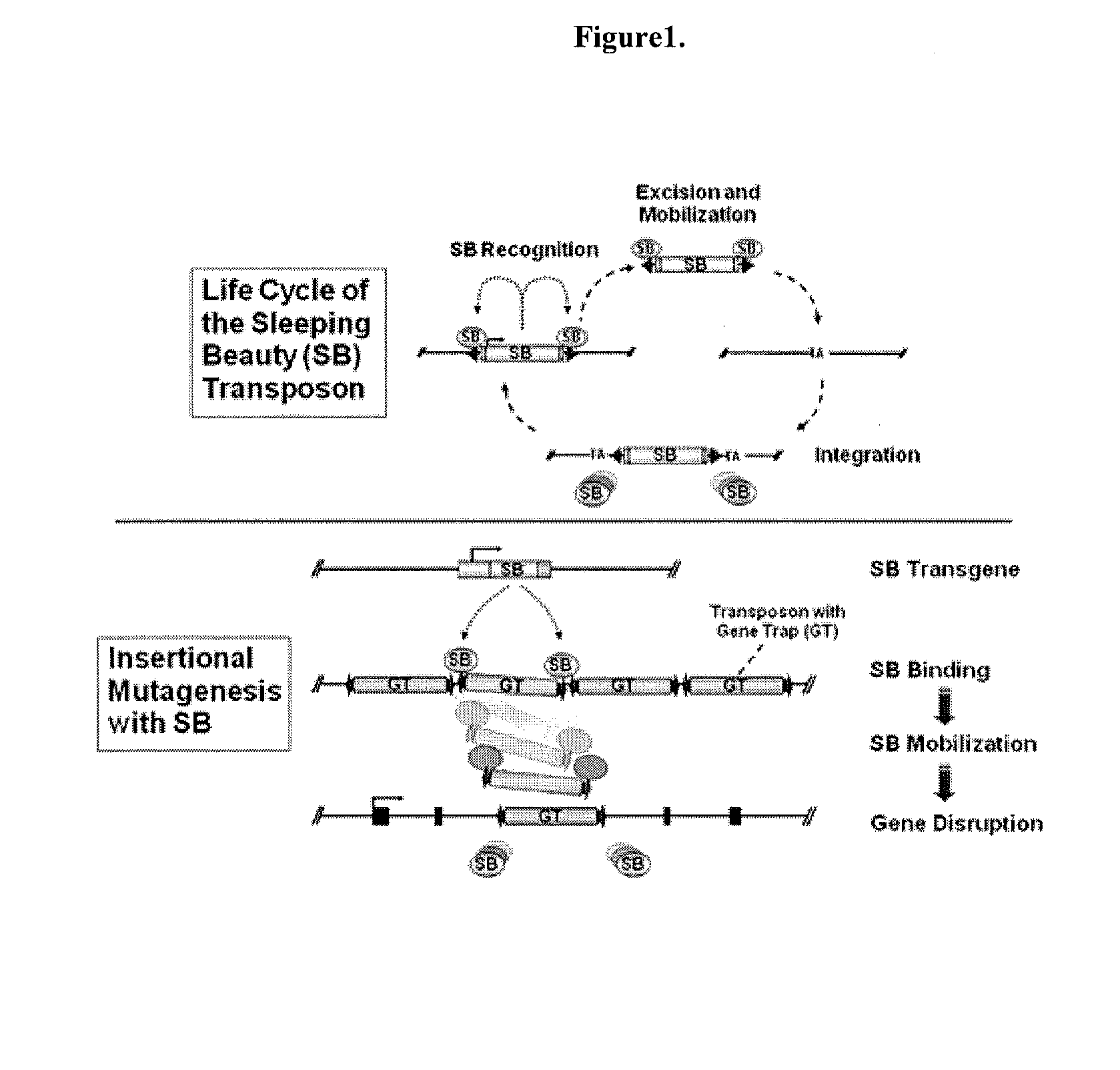 Genetically Modified Rat Models for Drug Metabolism