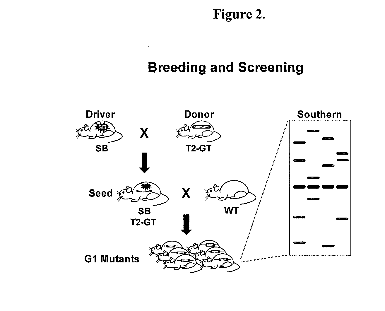 Genetically Modified Rat Models for Drug Metabolism