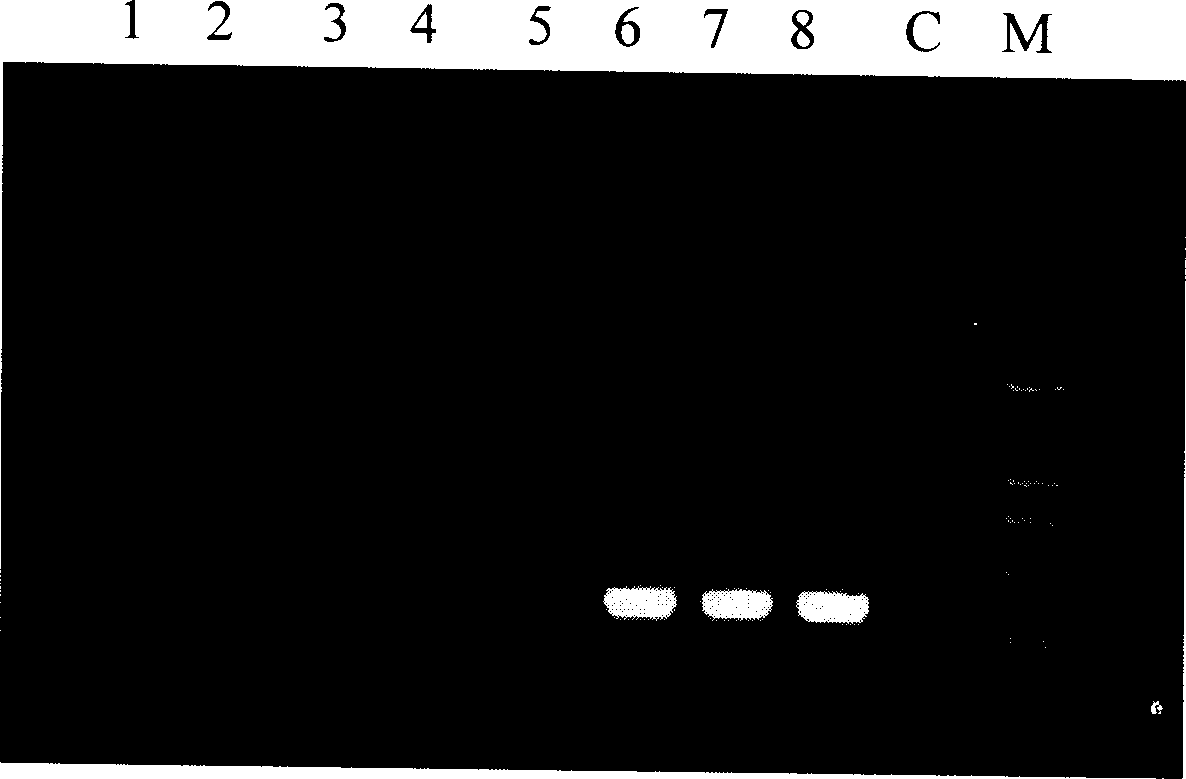 Fast and sensitive method of detecting virus infection titer of attenuated live hepatitis A vaccine